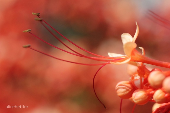 Rispenblütiger Losstrauch (Clerodendrum paniculatum)